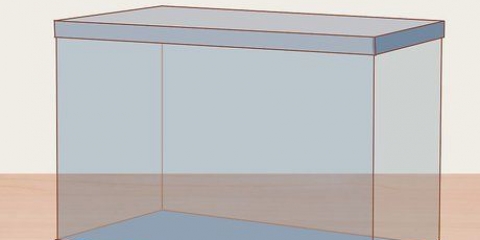 Cuidando de uma lagartixa de meio dedo