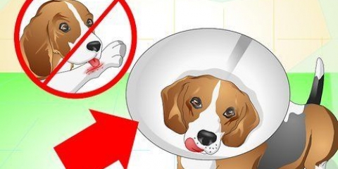 Cuidando de um cachorro com pontos
