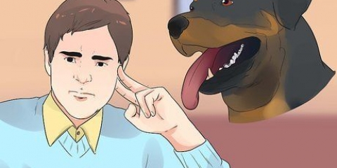 Cuidando de um filhote de rottweiler