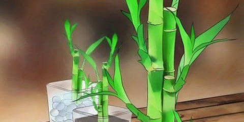 Cuidando do bambu da sorte