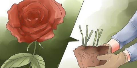 Elimine manchas pretas em rosas