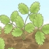 Poda de plantas de morango