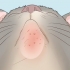 Tratamento de acne em gatos