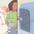 Fazer passeios de carro com seu cachorro