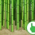 Cortando bambu