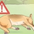 Tratar a insolação em cães
