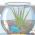 Determinando a idade de um peixe betta