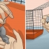 Determinando se um rato é macho ou fêmea