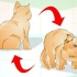 Determinando se o seu gato está acima do peso