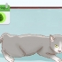 Determinando se sua gata está grávida