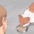 Decidindo se deve colocar seu gato para dormir