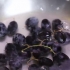 Fazendo uvas congeladas