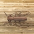 Besouro longhorn de combate