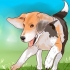 Treinamento de beagle