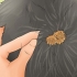 Removendo rebarbas do pelo de um cachorro