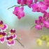 Cultivo de orquídeas ao ar livre