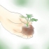 Plantas de crisântemo