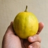 Limões maduros