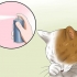 Tratamento da conjuntivite em gatos