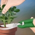 Crescendo crassula ovata