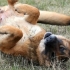 Aliviando a coceira nas orelhas de um cão