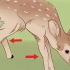 Determinando a idade de um cervo