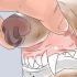 Determinando a idade do seu cão através dos dentes
