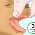 Determinando a idade do seu cachorro