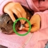 Cortar as unhas de um coelho