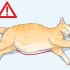 Determinando a causa de uma barriga distendida em gatos