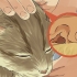 Limpando as orelhas do seu gato