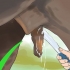 Limpando a bainha de um cavalo