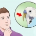 Cortar o bico de um pássaro