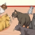 Reconhecendo os sinais de abuso de gatos