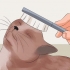 Deixando o pelo do seu gato macio e brilhante