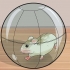 Impeça que hamsters anões roam as barras