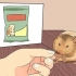 Alimentação de hamsters anões