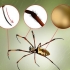 Reconhecendo uma aranha de banana