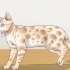 Identificando um bengal
