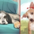 Tratando um derrame em cães
