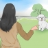 Treinando um bichon frisé