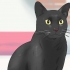 Identificando um gato de bombaim