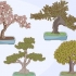 Cultivando e cuidando de uma árvore bonsai
