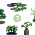 Cultivando uma árvore bonsai