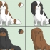 Escolhendo um cavalier king charles spaniel
