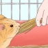 Alimentando um porquinho da índia