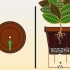 Cuidando de um croton