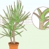 Cuidando de uma dracaena
