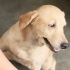 Pele seca calmante em cães