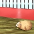 Como domar um hamster anão